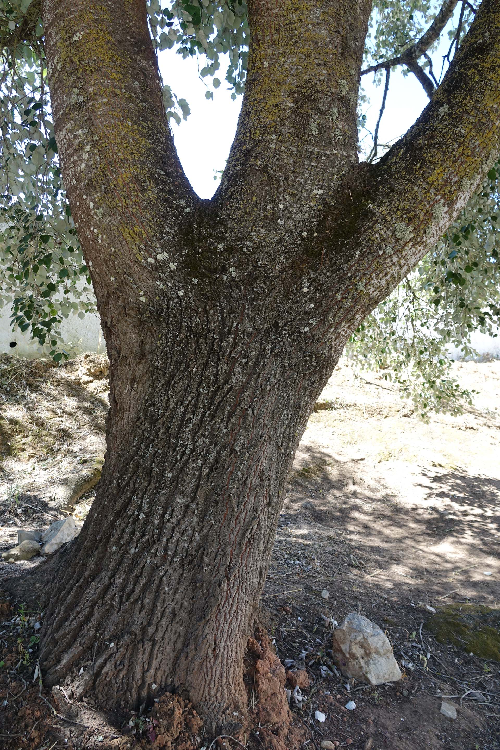 Fotografia da árvore