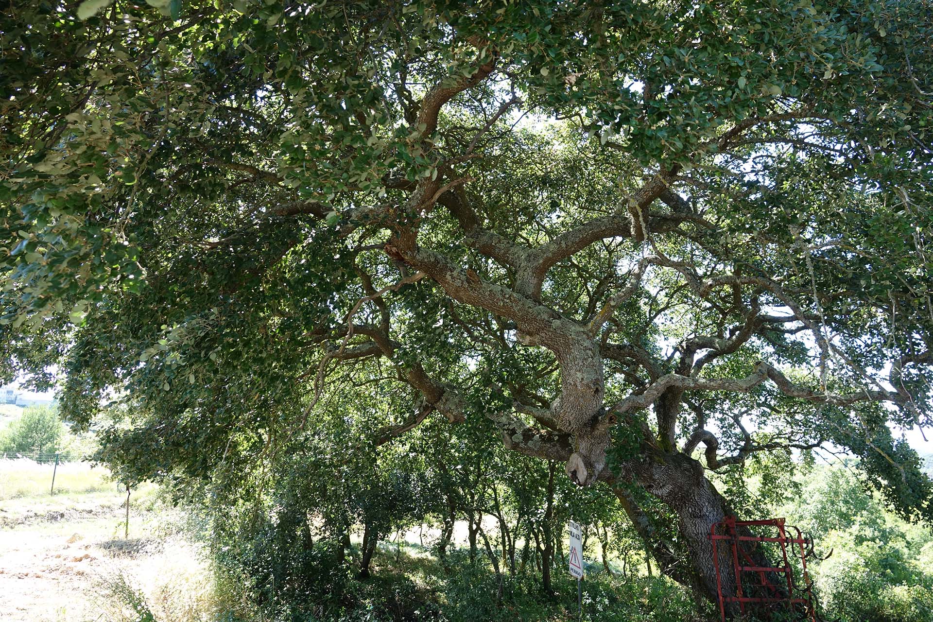 Fotografia da árvore